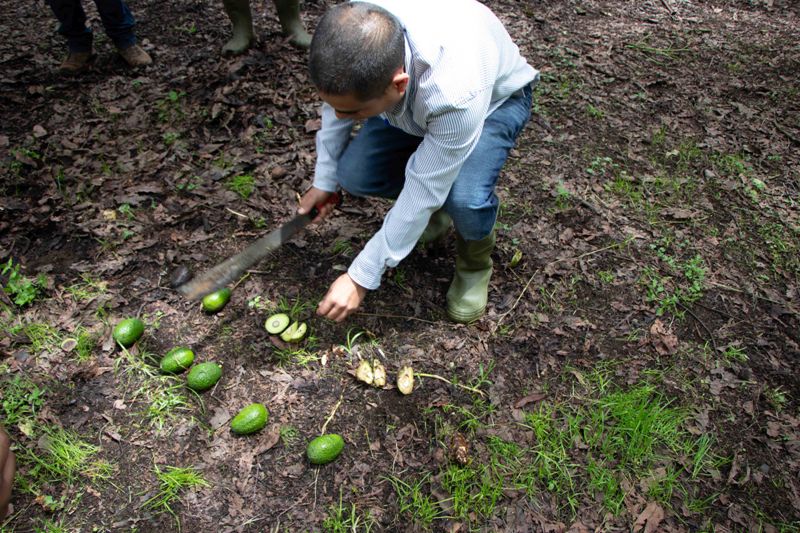 México reafirma, en 10 estados, zonas libres de plagas del aguacate:  AGRICULTURA – Monitor Poblano